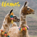 Image for Llamas 2024 12 X 12 Wall Calendar