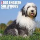 Image for Just Old English Sheepdogs 2024 12 X 12 Wall Calendar