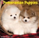 Image for Just Pomeranian Puppies 2024 12 X 12 Wall Calendar