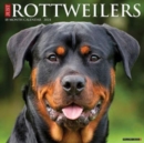Image for Just Rottweilers 2024 12 X 12 Wall Calendar