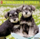 Image for Just Schnauzer Puppies 2024 12 X 12 Wall Calendar