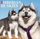 Image for Just Siberian Huskies 2024 12 X 12 Wall Calendar