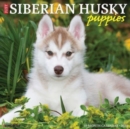 Image for Just Siberian Husky Puppies 2024 12 X 12 Wall Calendar