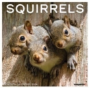 Image for Squirrels 2024 12 X 12 Wall Calendar