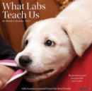 Image for What Labs Teach Us 2024 12 X 12 Wall Calendar