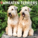 Image for Just Wheaton Terriers 2024 12 X 12 Wall Calendar