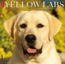 Image for Just Yellow Labs 2024 12 X 12 Wall Calendar