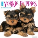 Image for Just Yorkie Puppies 2024 12 X 12 Wall Calendar