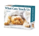 Image for What Cats Teach Us 2024 6.2 X 5.4 Box Calendar