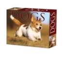 Image for Dogs 2024 6.2 X 5.4 Box Calendar