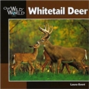 Image for Whitetail Deer