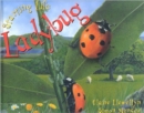 Image for Starting Life: Ladybug
