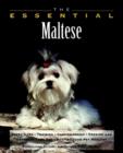 Image for The essential Maltese