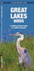 Image for Great Lakes Birds : A Folding Pocket Guide to Familiar Species