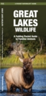 Image for Great Lakes Wildlife : A Folding Pocket Guide to Familiar Species