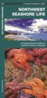 Image for Northwestern Seashore Life : A Folding Pocket Guide to Familiar Plants &amp; Animals