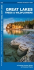 Image for Great Lakes Trees &amp; Wildflowers : A Folding Pocket Guide to Familiar Species