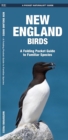 Image for New England Birds : A Folding Pocket Guide to Familiar Species