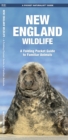 Image for New England Wildlife : A Folding Pocket Guide to Familiar Species