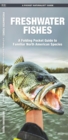 Image for Freshwater Fishes : A Folding Pocket Guide to Familiar North American Species