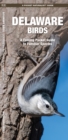 Image for Delaware Birds : A Folding Pocket Guide to Familiar Species