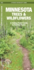 Image for Minnesota Trees &amp; Wildflowers : A Folding Pocket Guide to Familiar Species