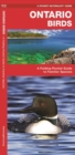 Image for Ontario Birds : A Folding Pocket Guide to Familiar Species