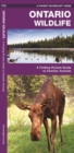 Image for Ontario Wildlife : A Folding Pocket Guide to Familiar Animals