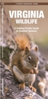 Image for Virginia Wildlife : A Folding Pocket Guide to Familiar Species