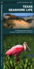 Image for Texas Seashore Life : A Folding Pocket Guide to Familiar Coastal Plants &amp; Animals