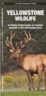 Image for Yellowstone Wildlife : A Folding Pocket Guide to Familiar Animals of the Yellowstone Area