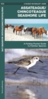 Image for Assateague/Chincoteague Seashore Life : A Folding Pocket Guide to Familiar Species