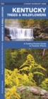 Image for Kentucky Trees &amp; Wildflowers : A Folding Pocket Guide to Familiar Species