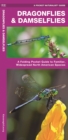 Image for Dragonflies &amp; Damselflies : A Folding Pocket Guide to Familiar Widespread, North American Species