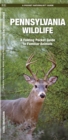 Image for Pennsylvania Wildlife : A Folding Pocket Guide to Familiar Species