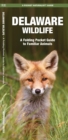 Image for Delaware Wildlife : A Folding Pocket Guide to Familiar Species