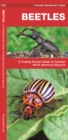 Image for Beetles : A Folding Pocket Guide to Familiar North American Species