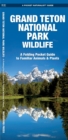 Image for Grand Teton National Park Wildlife