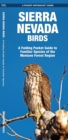 Image for Sierra Nevada Birds : A Folding Pocket Guide to Familiar Species of the Montane Forest Region