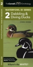 Image for The Cornell Lab of Ornithology Waterfowl ID 2 Dabbling &amp; Diving Ducks