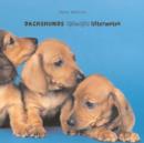 Image for Dachshunds