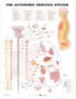 Image for The Autonomic Nervous System Anatomical Chart