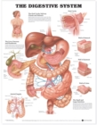 Image for The Digestive System Anatomical Chart