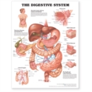 Image for The Digestive System Anatomical Chart