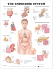Image for The Endocrine System Anatomical Chart