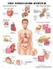 Image for The Endocrine System