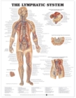 Image for The Lymphatic System Anatomical Chart