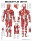 Image for The Muscular System Anatomical Chart