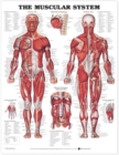 Image for The Muscular System 3D Raised Relief Chart