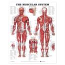 Image for The Muscular System